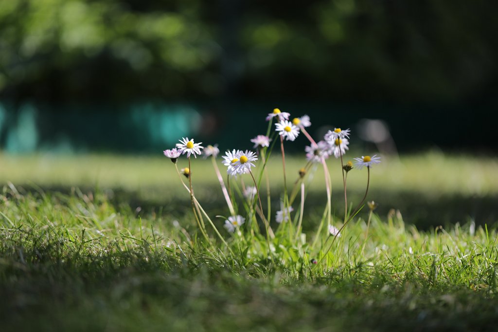 574B9694.JPG -  Bellis perennis  ( Gänseblümchen )