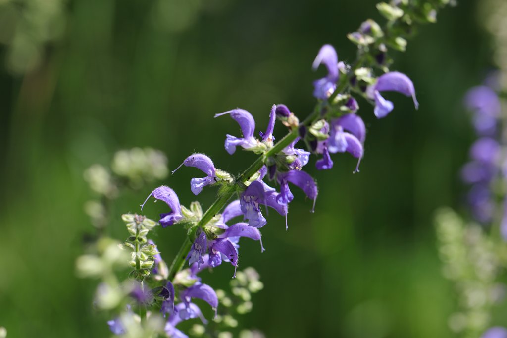 574B9908.JPG -  Salvia  ( Salbei )
