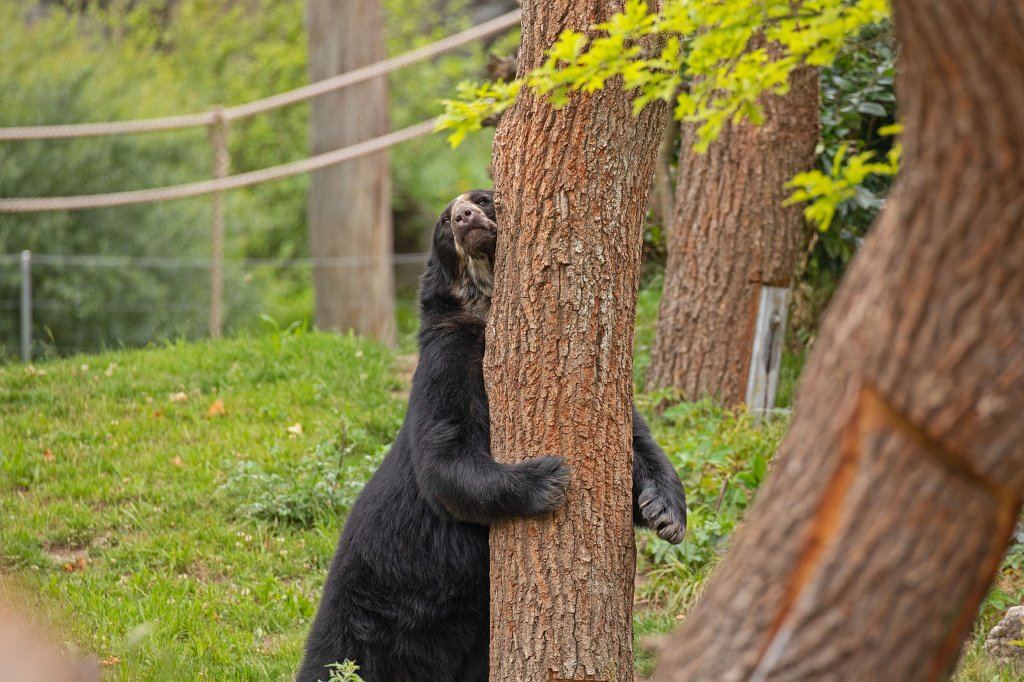 574B0035_c.jpg -  Spectacled bear  ( Brillenbär )