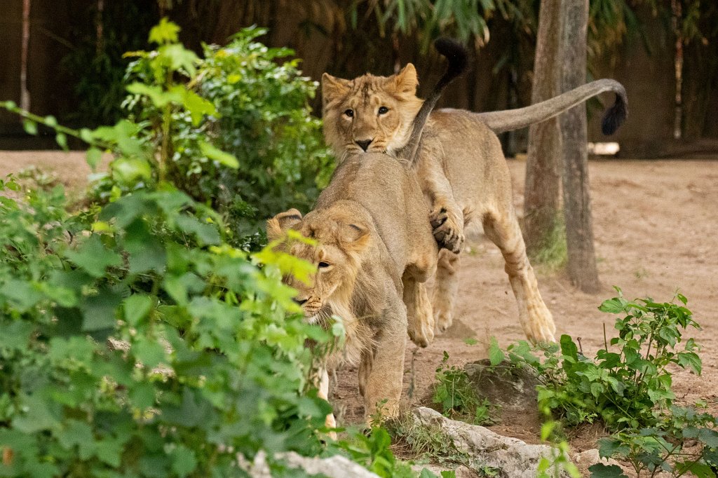 574B0054_c.jpg -  Asiatic lion  ( Asiatischer Löwe )