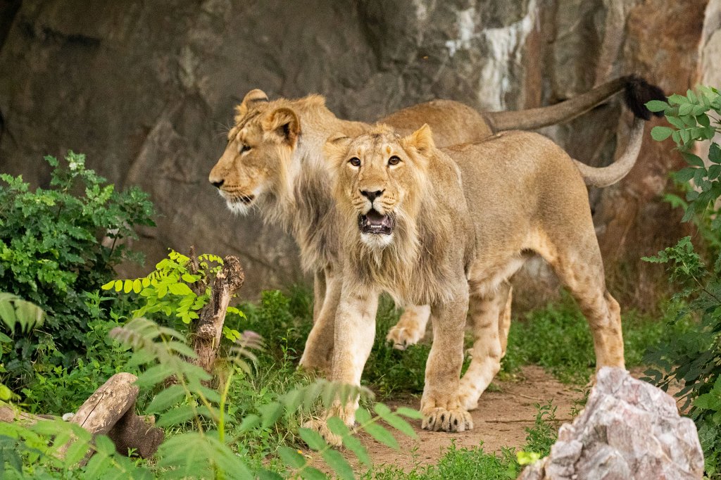 574B0056_c.jpg -  Asiatic lion  ( Asiatischer Löwe )