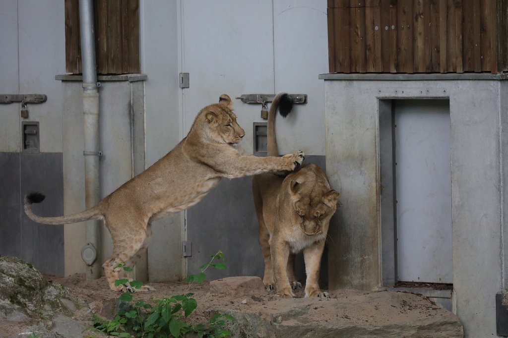 574B0066.JPG -  Asiatic lion  ( Asiatischer Löwe )