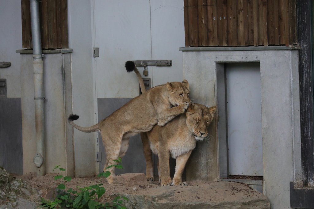 574B0067.JPG -  Asiatic lion  ( Asiatischer Löwe )
