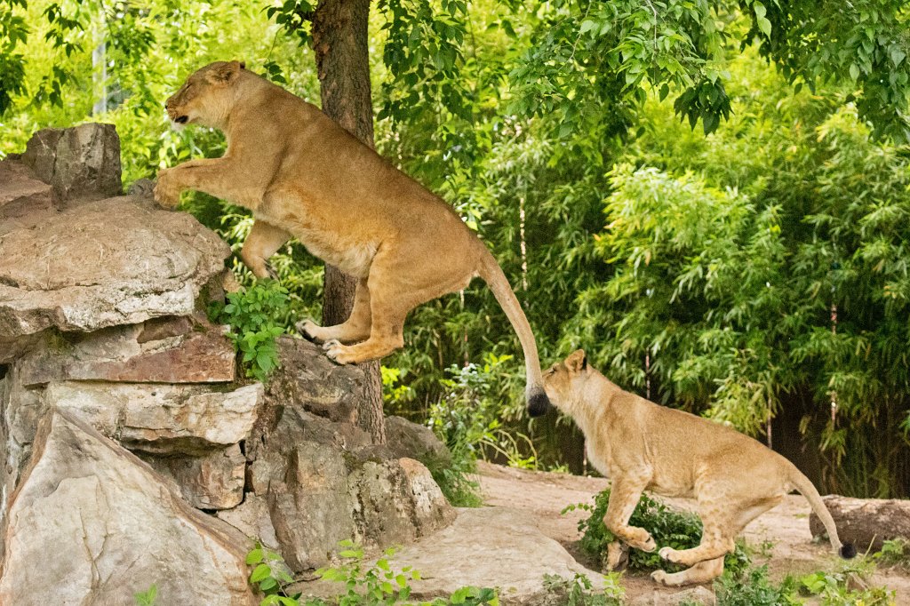 574B0096_c.jpg -  Asiatic lion  ( Asiatischer Löwe )