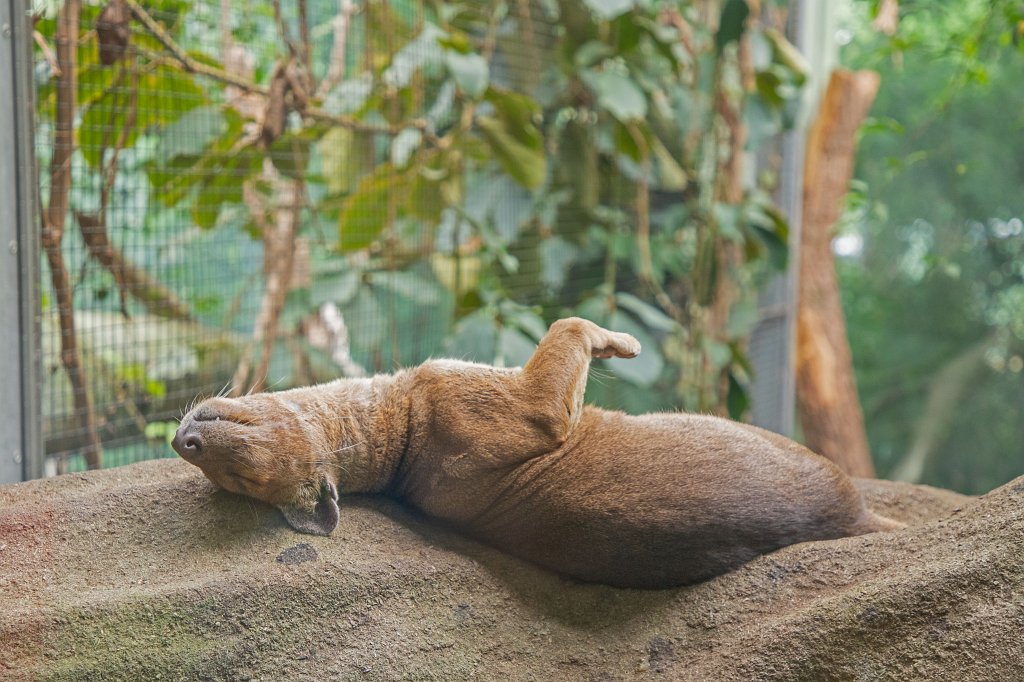 574B0116_c.jpg -  Fossa 