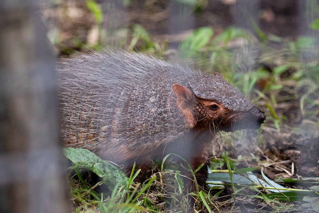 574B0118_c.jpg -  Big hairy armadillo  ( Braunborsten-Gürteltier )