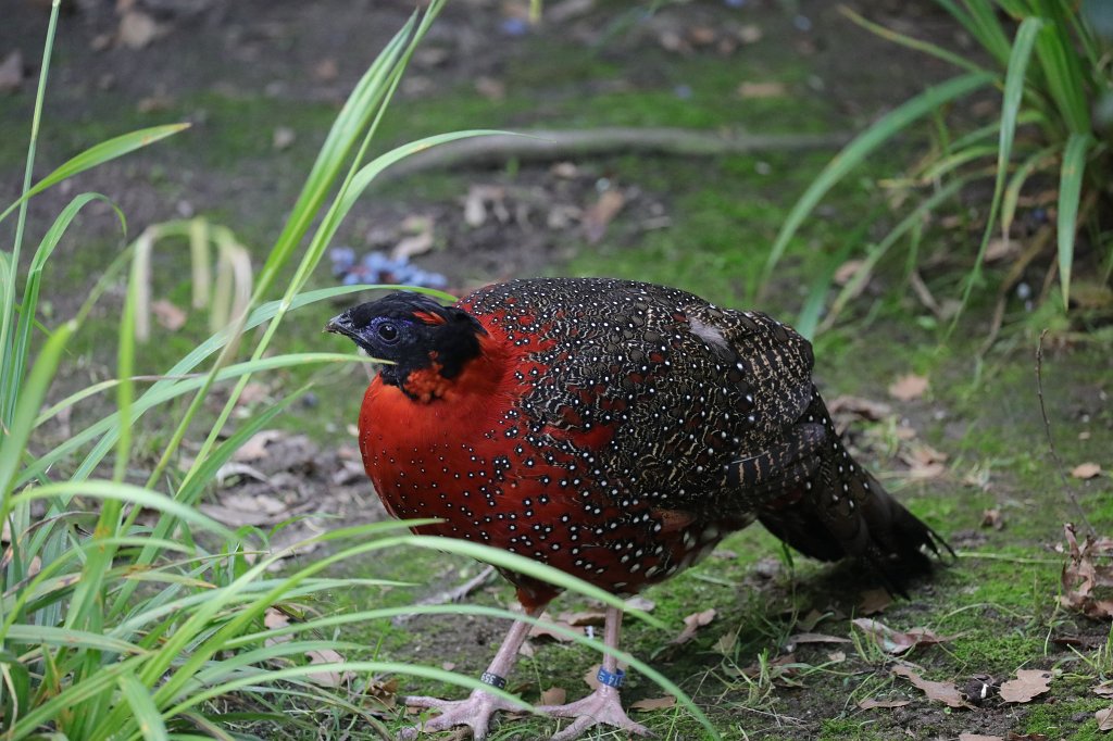 574B0159.JPG -  Satyr tragopan  ( Satyrtragopan )