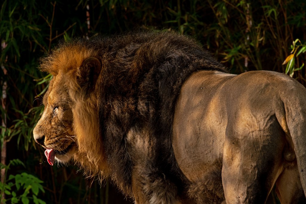 574B0177_c1.jpg -  Asiatic lion  ( Asiatischer Löwe )