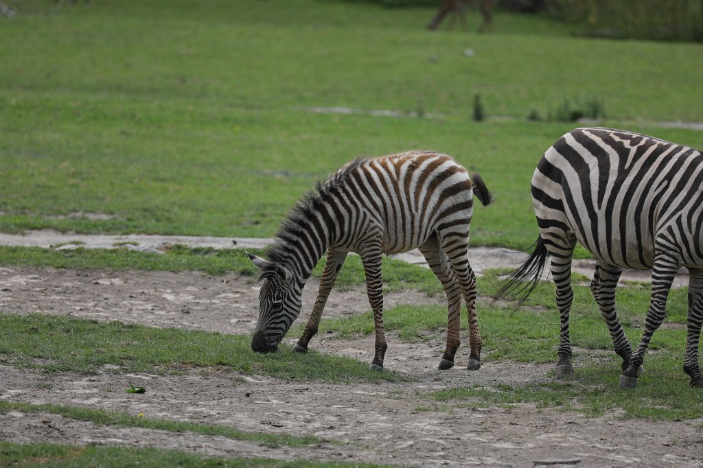 574B0458.JPG -  Grant's zebra  ( Böhm-Zebra )