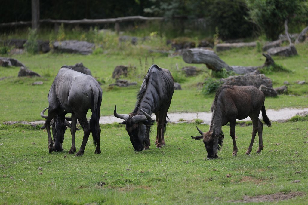 574B0459.JPG -  Wildebeest  ( Gnu )