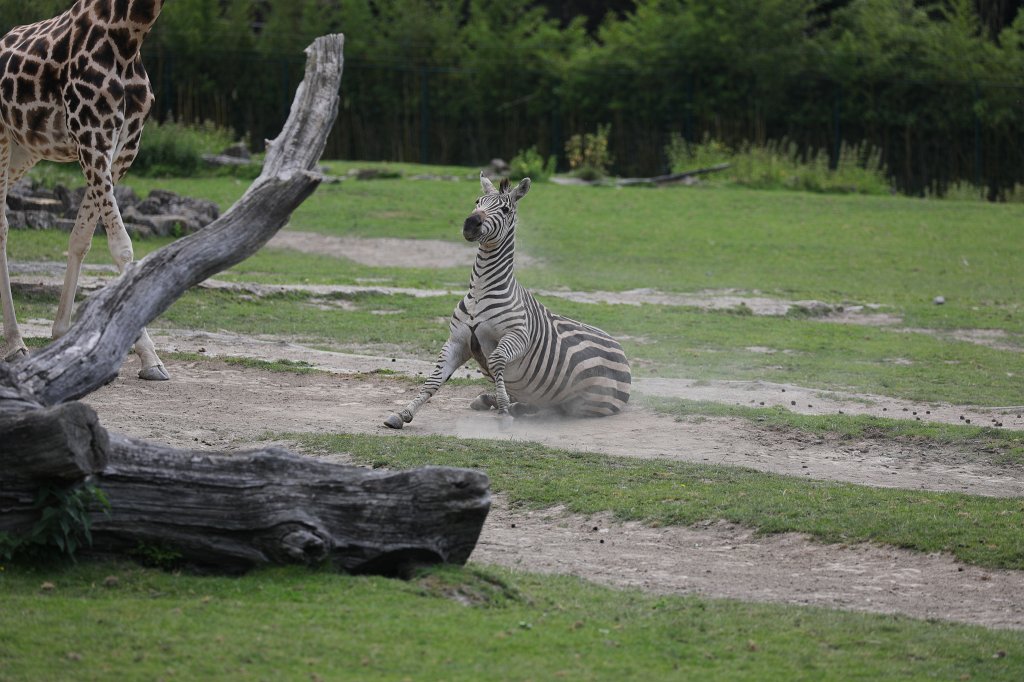 574B0464.JPG -  Grant's zebra  ( Böhm-Zebra )