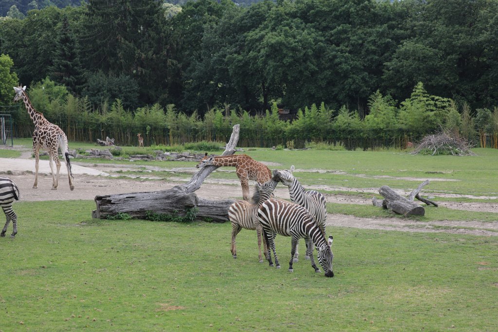 574B0478.JPG -  Grant's zebra  ( Böhm-Zebra )