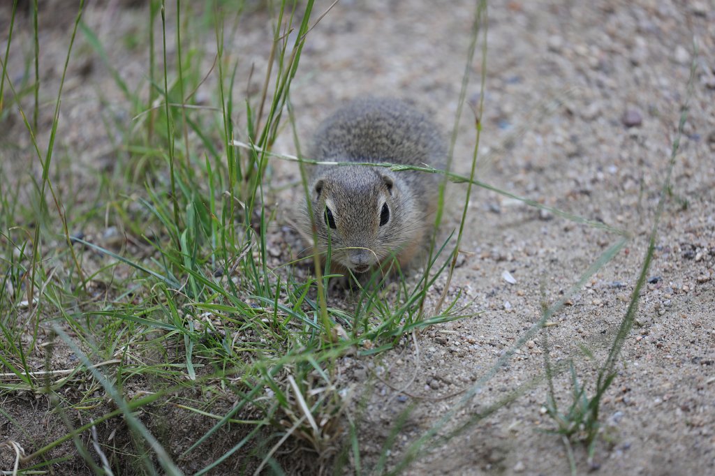 574B0492.JPG -  European ground squirrel  ( Europäischer Ziesel )