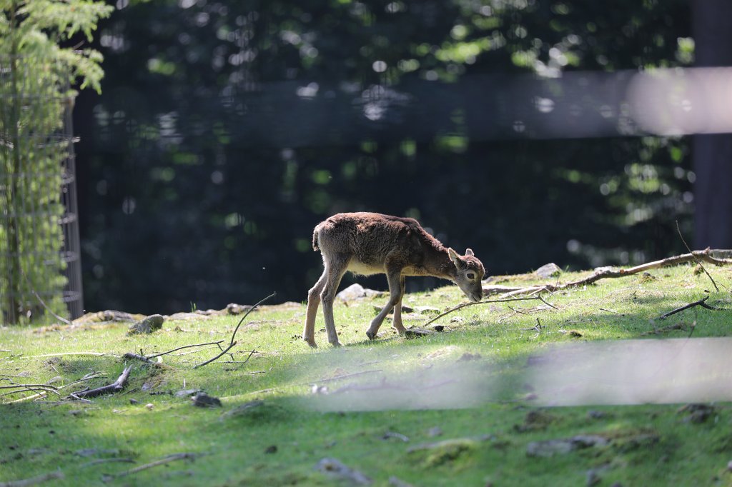 574B0506.JPG -  Mouflon  ( Mufflon )