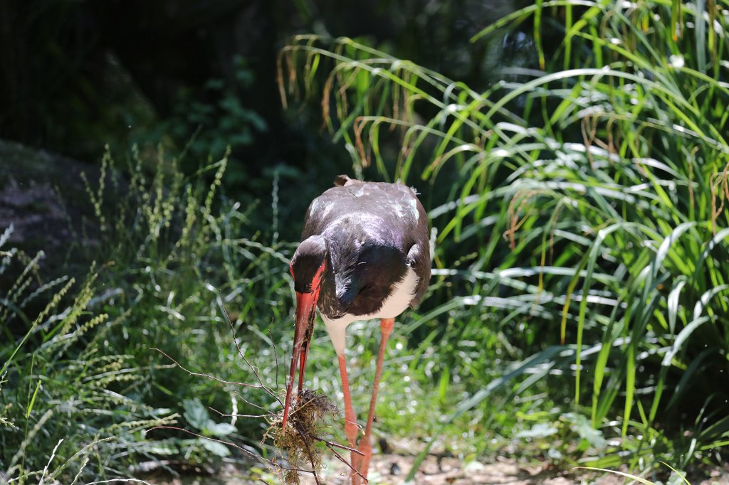 574B0525.JPG -  Black stork  ( Schwarzstorch )