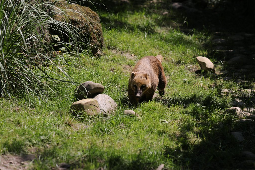 574B0532.JPG -  South American coati  ( Südamerikanischer Nasenbär )