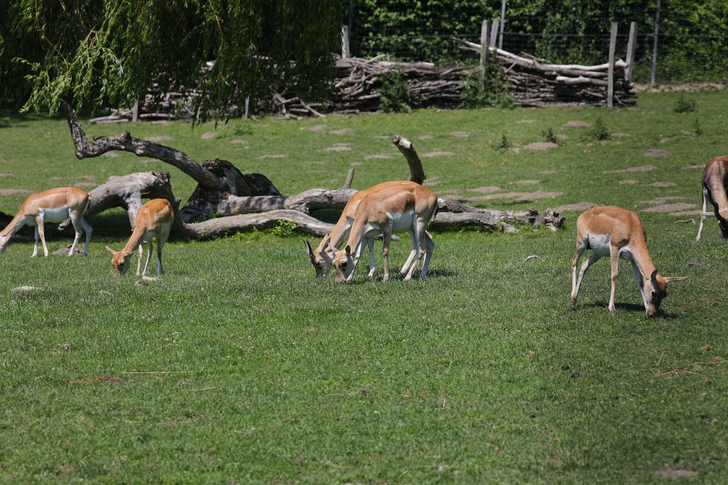 574B0566.JPG -  Blackbuck  ( Hirschziegenantilope )