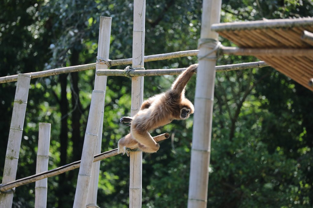 574B0582.JPG -  Lar gibbon  ( Weißhandgibbon )