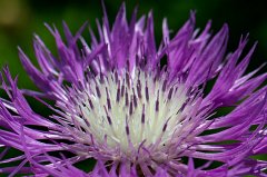 Centaurea