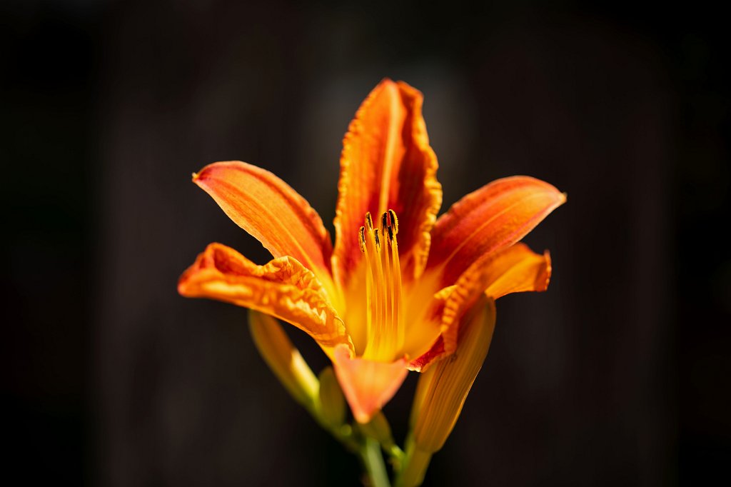 574B0705_c.jpg -  Daylily  ( Taglilie )