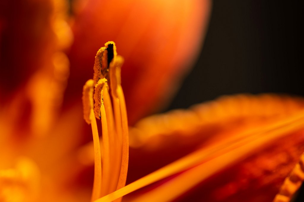 574B0710_c.jpg -  Daylily  ( Taglilie )