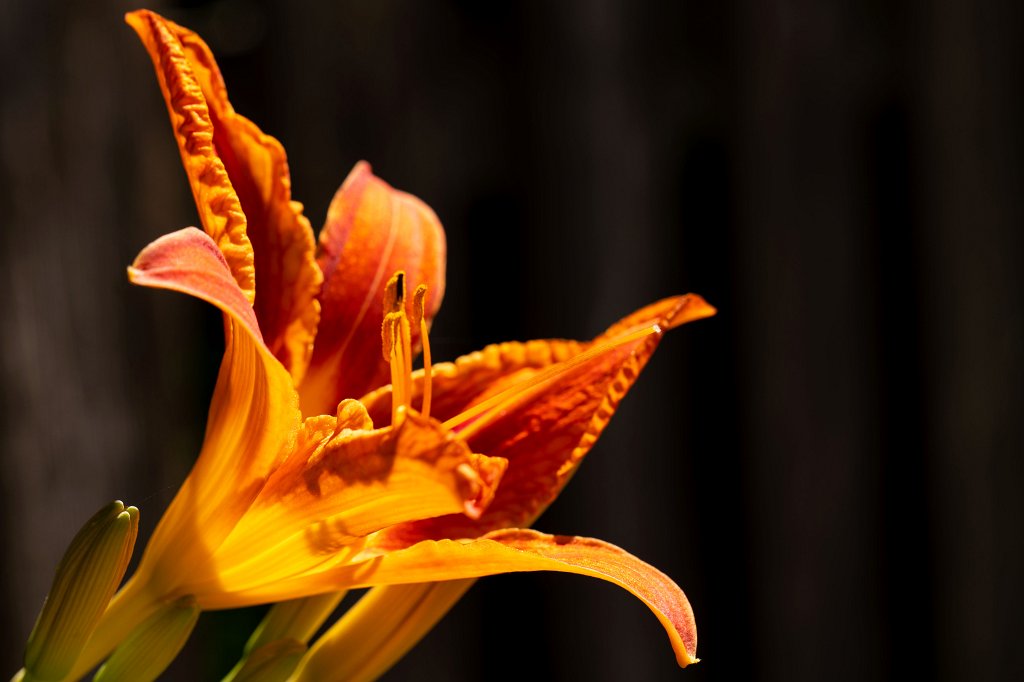 574B0712_c.jpg -  Daylily  ( Taglilie )