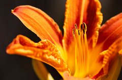 Daylily