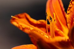 Daylily
