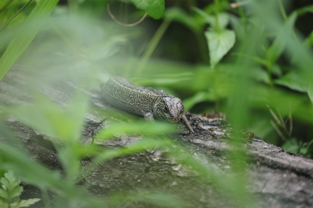 574B1145.JPG - Lizard (Eidechse)