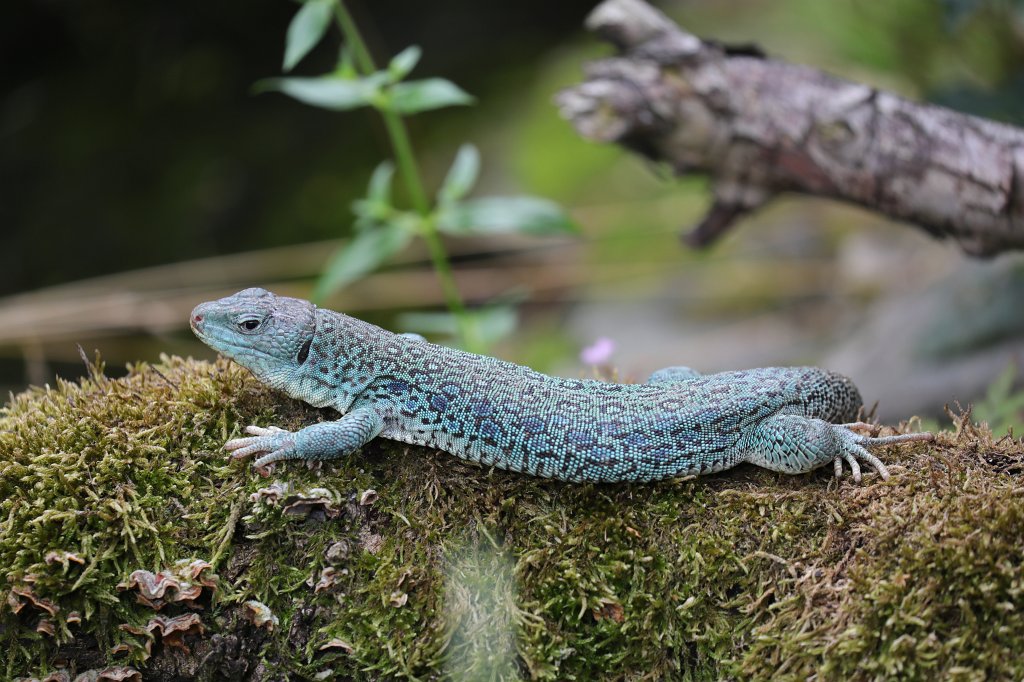574B1153.JPG -  Ocellated lizard  ( Perleidechse )