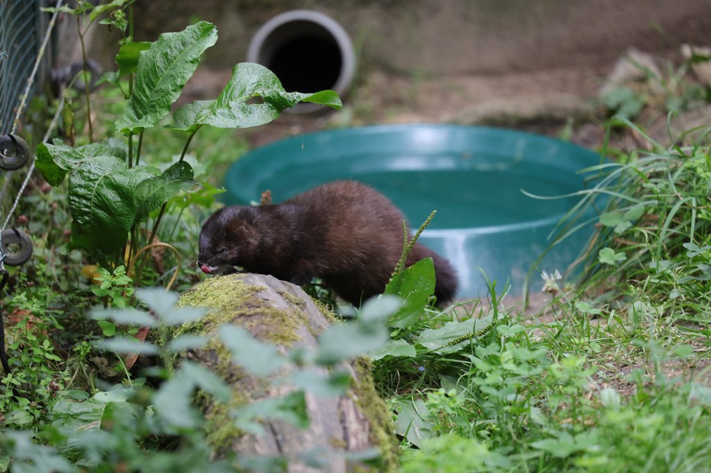 574B1170.JPG -  European mink  ( Europäischer Nerz )