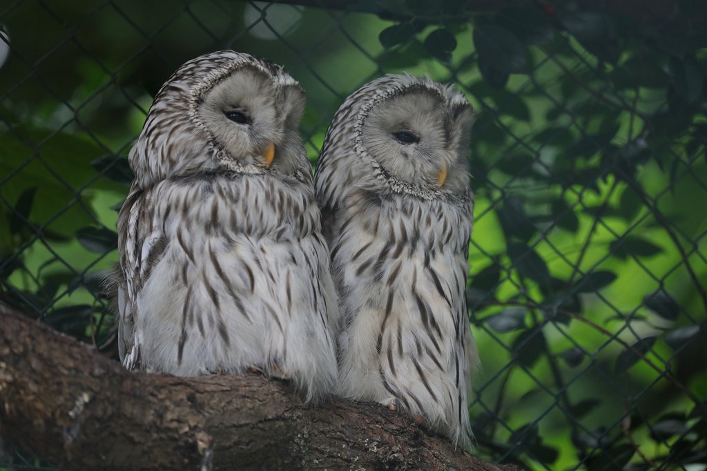 574B1183.JPG -  Ural owl  ( Habichtskauz )