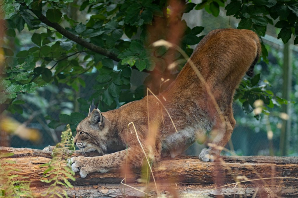 574B1186_c.jpg -  Eurasian lynx  ( Eurasischer Luchs )