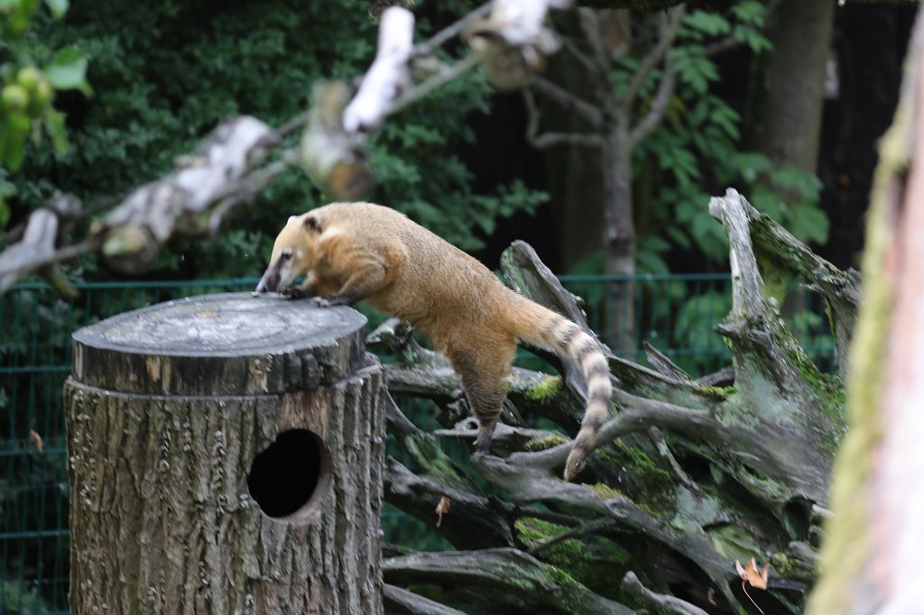 574B1202.JPG -  South American coati  ( Südamerikanischer Nasenbär )