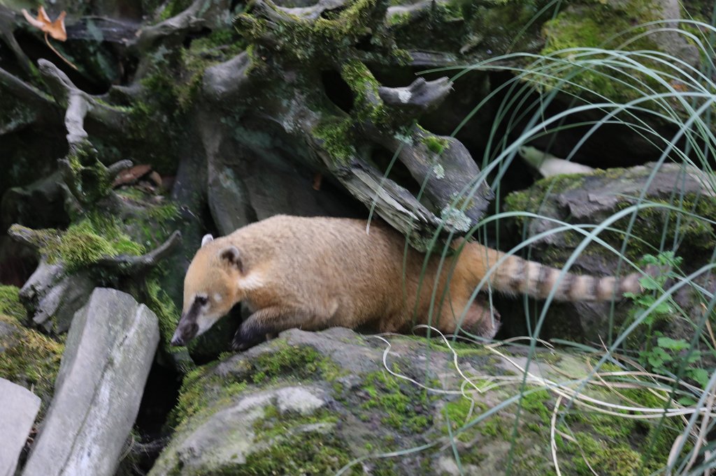 574B1206.JPG -  South American coati  ( Südamerikanischer Nasenbär )