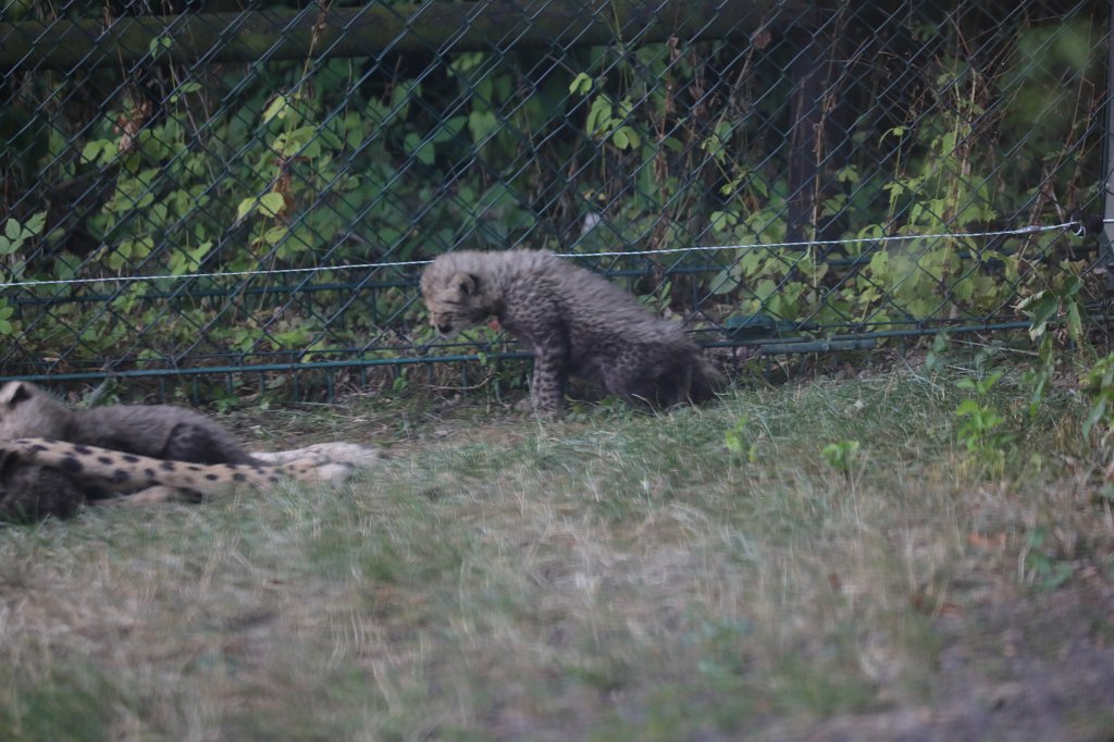 574B1229.JPG -  Cheetah  mom with cubs ( Gepard  mit Jungtieren)The 6  cheetah  cubs were born June 23rd 2019 so one month old when the picture was captured. Die 6  Gepardenjungtiere  wurden am 23. Juni 2019 geboren und zum Zeitpunkt der Aufnahme ungefähr einen Monat alt.
