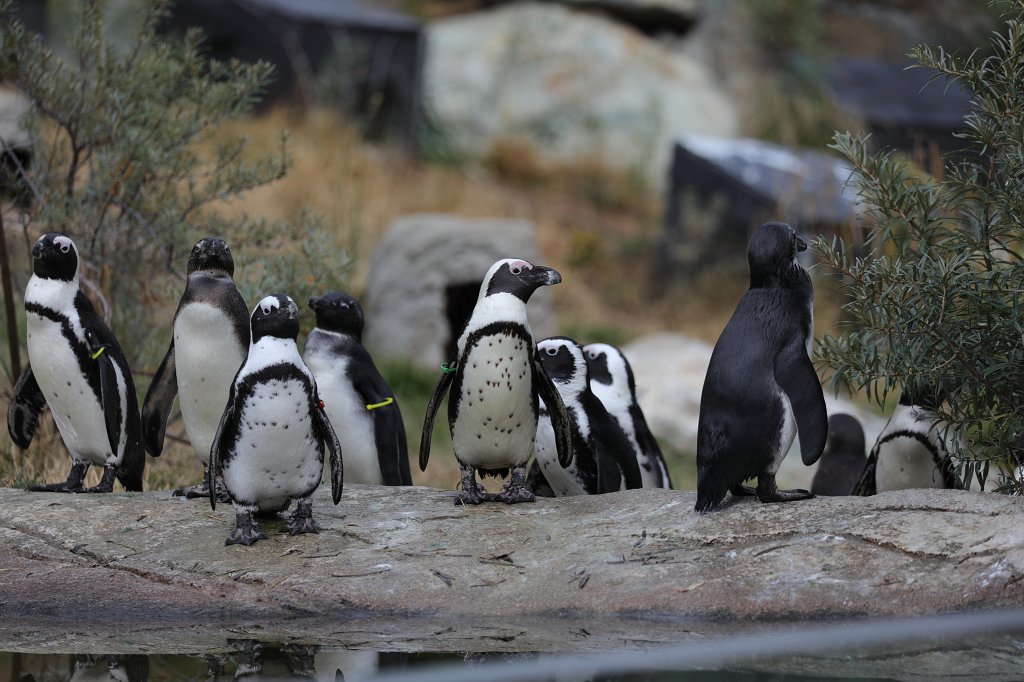 574B1321.JPG -  African penguin  ( Brillenpinguin )