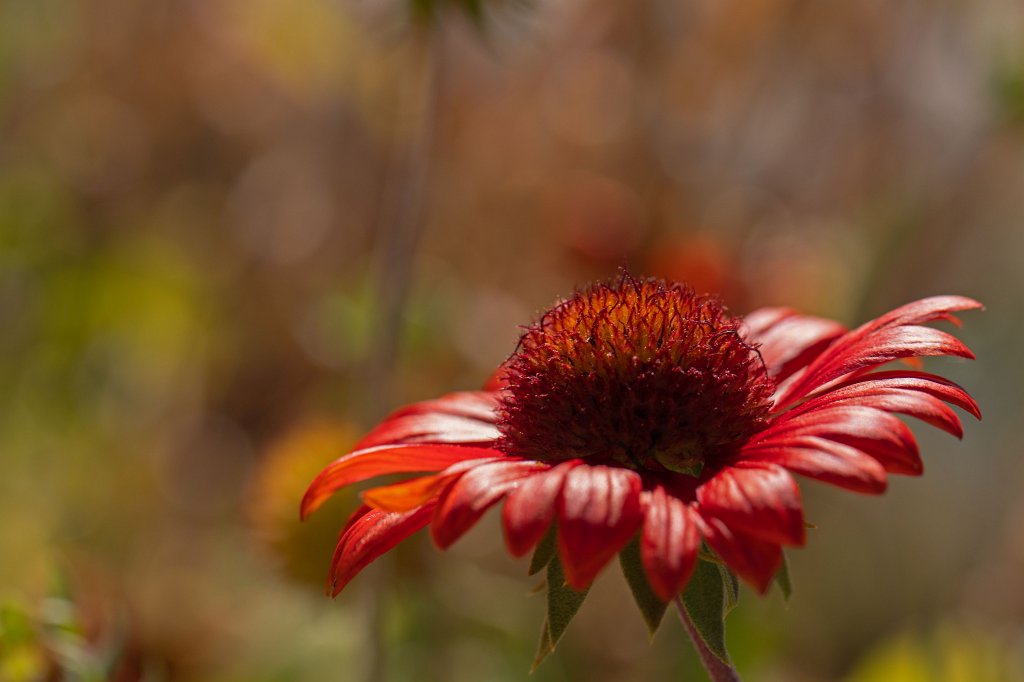 574B1990_c.jpg -  Gaillardia  ( Kokardenblume )