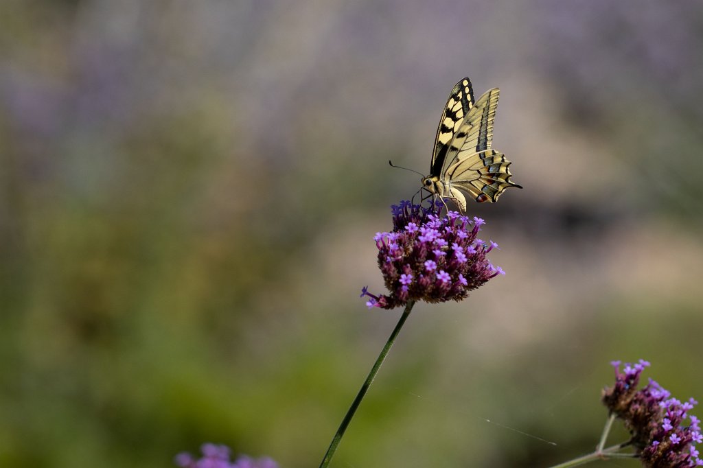 574B1995_c.jpg -  Swallowtail  ( Schwalbenschwanz )