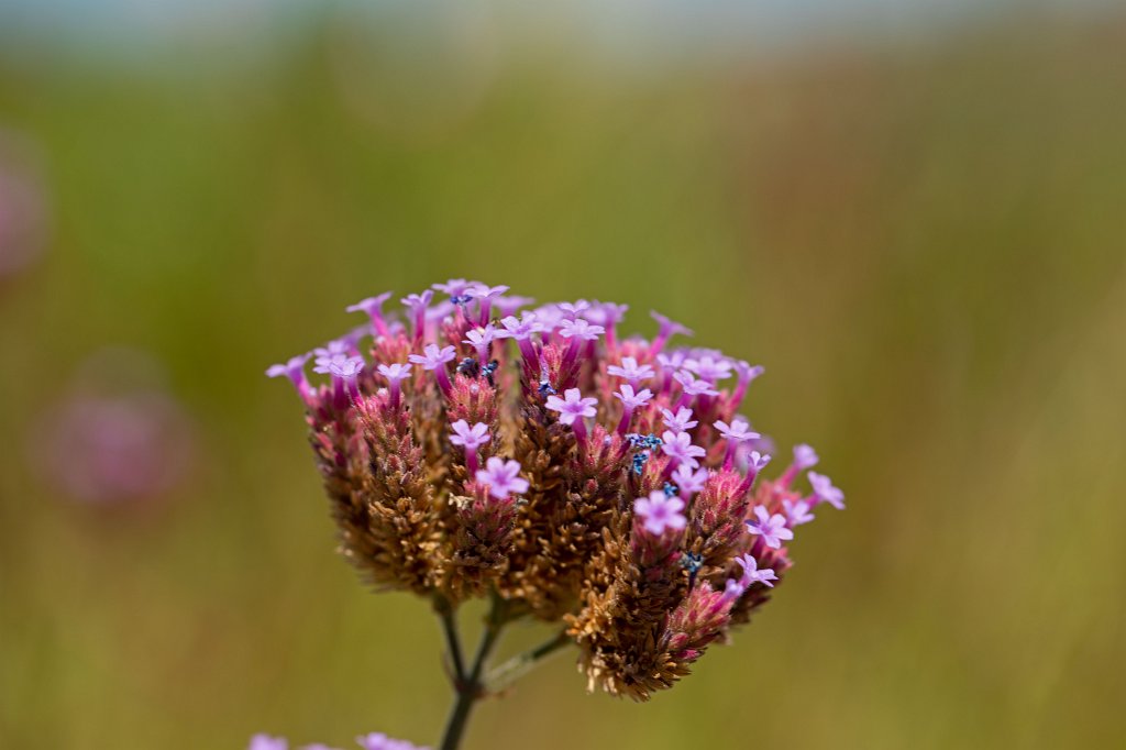 574B2004_c.jpg - Flower