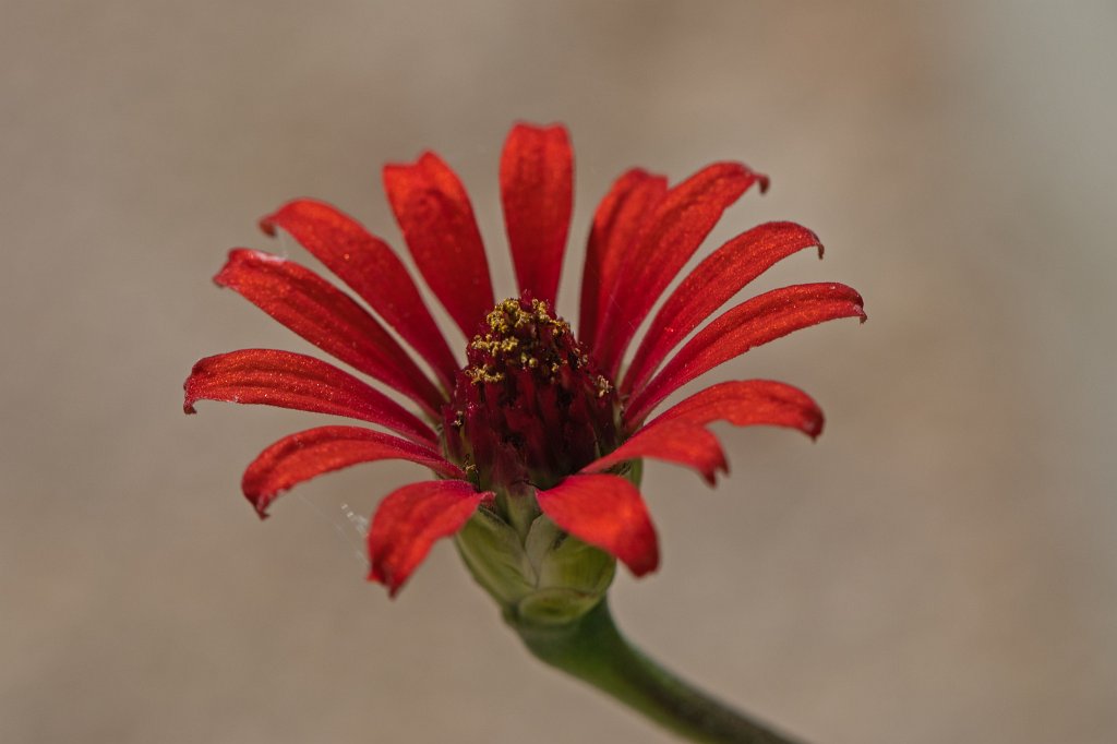 574B2021_c.jpg - Flower