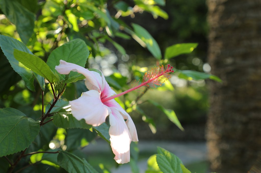 574B3870.JPG -  Hibiscus 