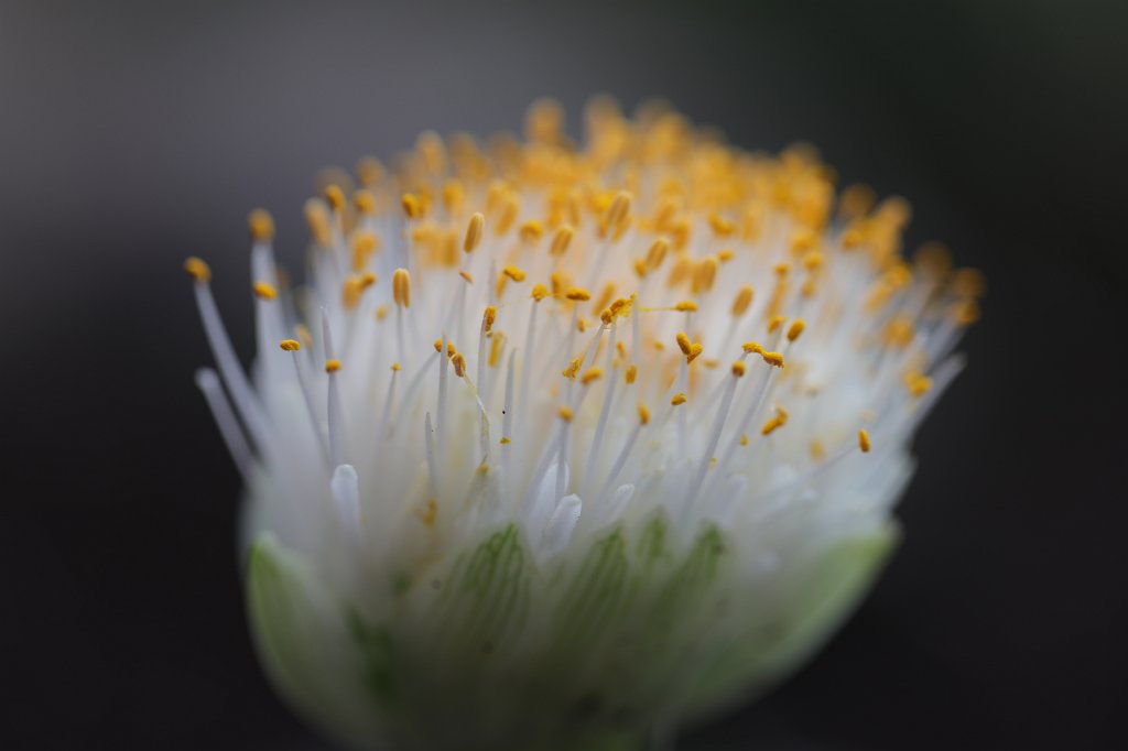 574B4527.JPG - Flower