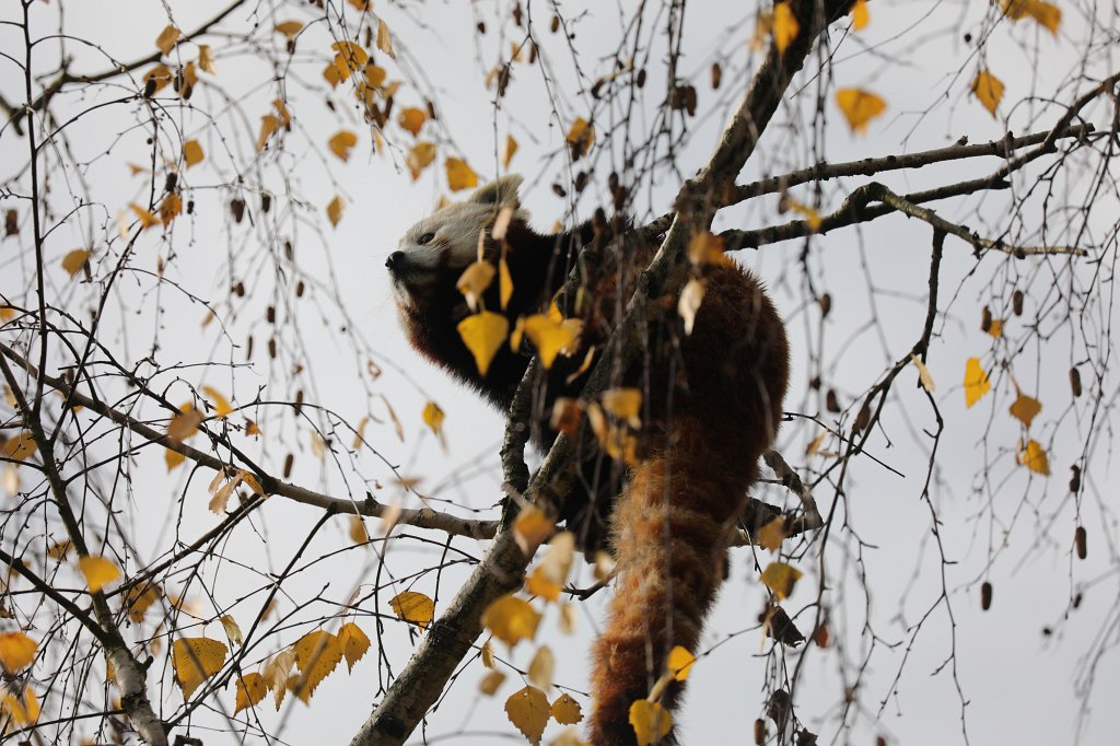 574B4552.JPG -  Red panda  ( Kleiner Panda )