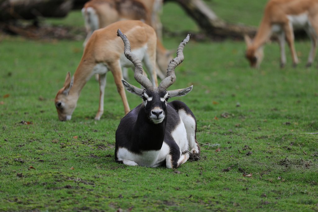 574B4559.JPG -  Blackbuck  ( Hirschziegenantilope )