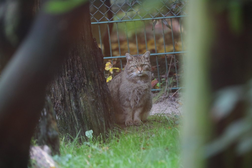 574B4563.JPG -  Wildcat  ( Wildkatze )