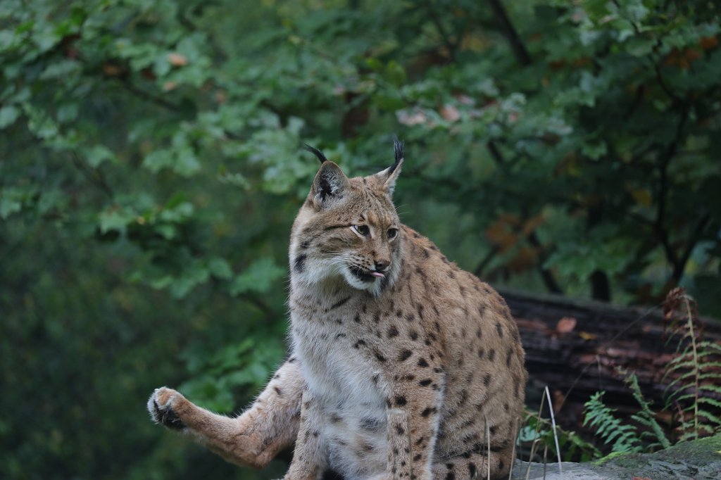 574B4574.JPG -  Eurasian lynx  ( Eurasischer Luchs )
