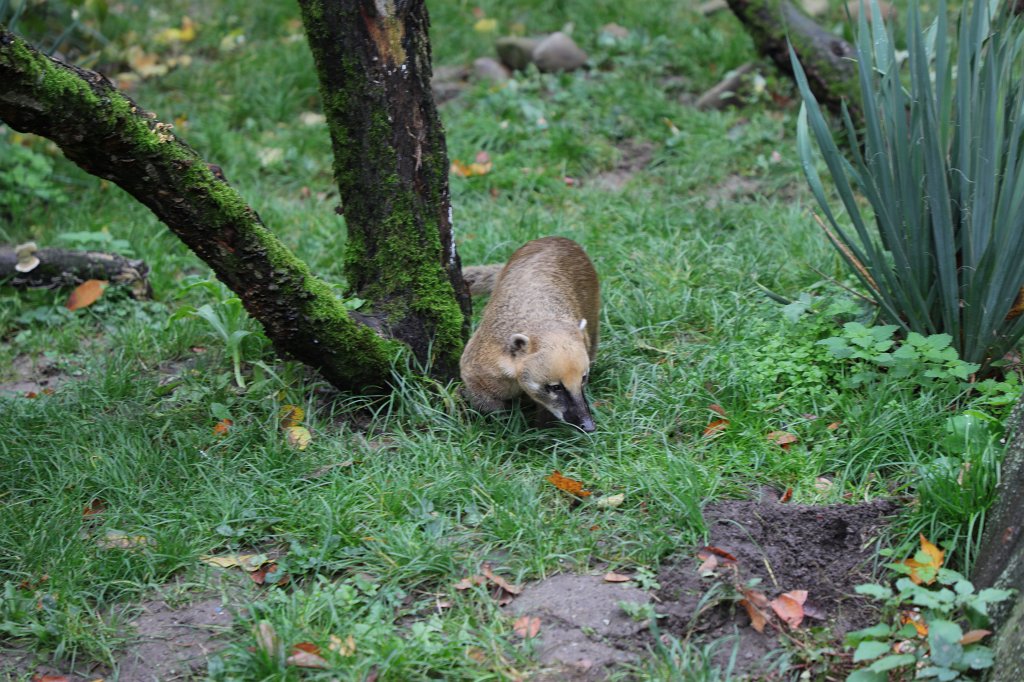 574B4578.JPG -  South American coati  ( Südamerikanischer Nasenbär )