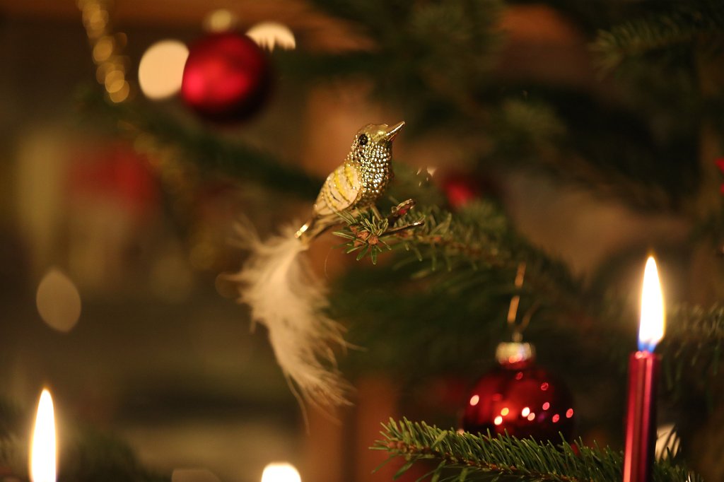 574B4638.JPG - Weihnachtsbaum 2019