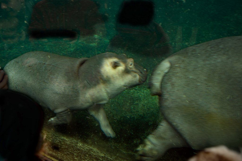 574B4833_c.jpg -  Hippopotamus  ( Flusspferd )